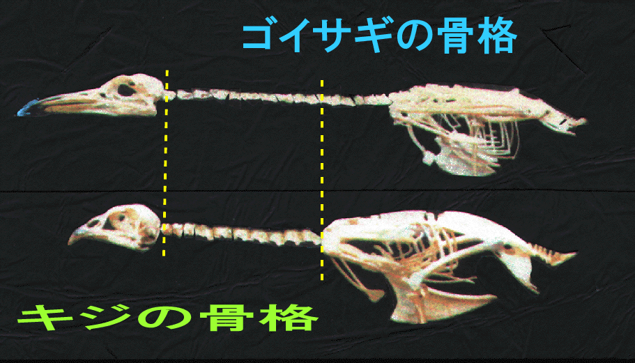 首の長さの比較