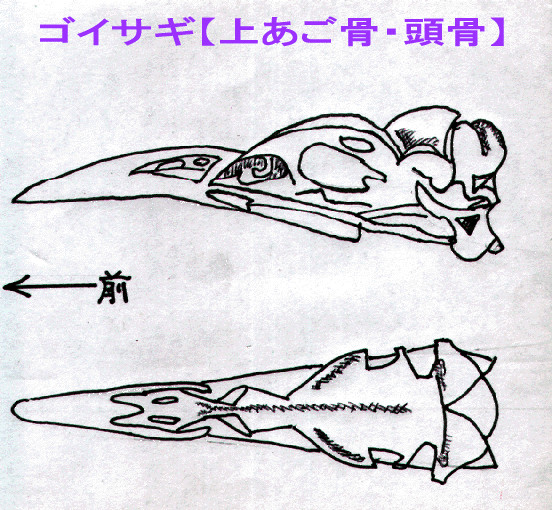 ゴイサギの頭骨スケッチ