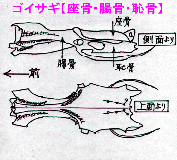 ゴイサギの座骨のスケッチ