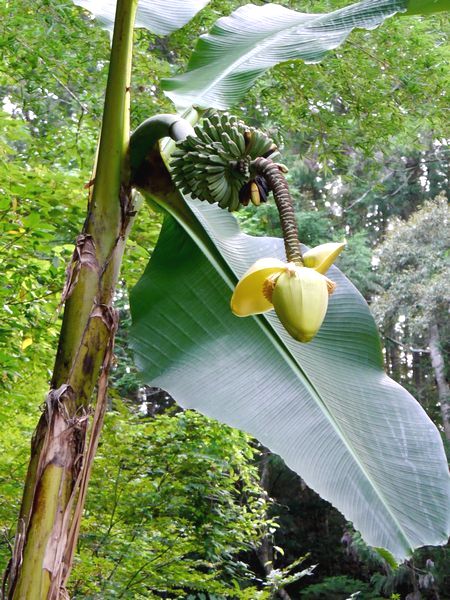 バショウの花