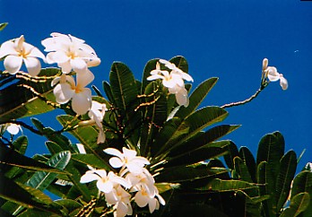 この白い花・プルメリアがたくさん咲いてました。この花の髪飾りも売っていて、あんまりかわいかったのでつい買ってしまいました。