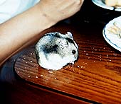 食事中のわーくん