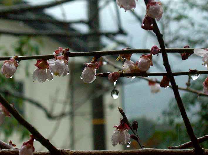 梅の雫