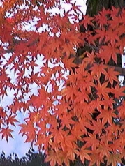 紅葉の写真