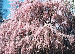 桜の写真