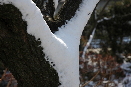 氷雪２