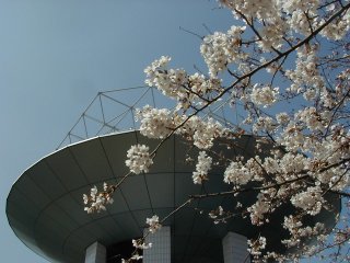 野島公園展望台と桜