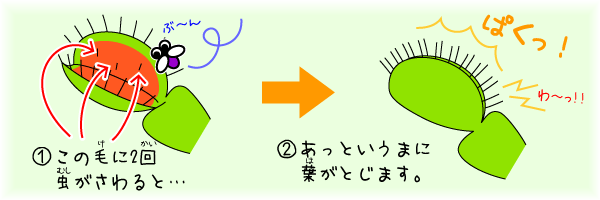 虫が入ると一瞬で葉を閉じます