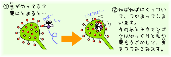 ねばねばした液で虫をくっつけます