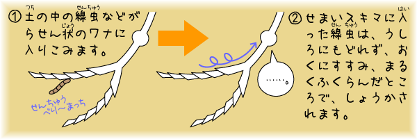 地下の細いすきまに虫をさそいこみます