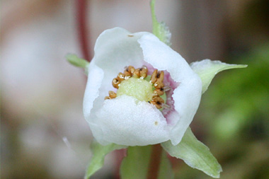 ウメガサソウの花