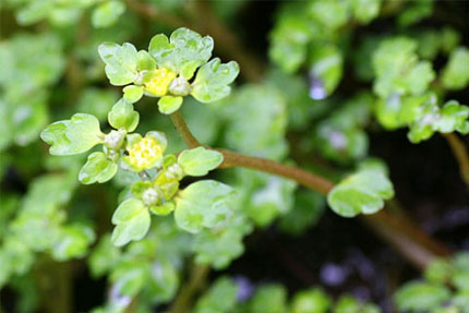 ツルネコノメソウの花序