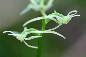 キソチドリの花２