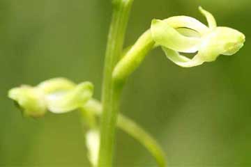 オオバノトンボソウの花１