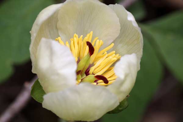 ヤマシャクヤクの花