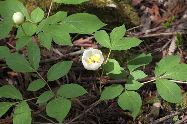 花が開いてもわずか２〜３日で散ってしまう。まさに美人薄命