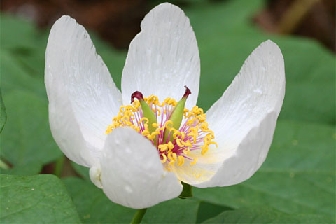 花が開ききった状態