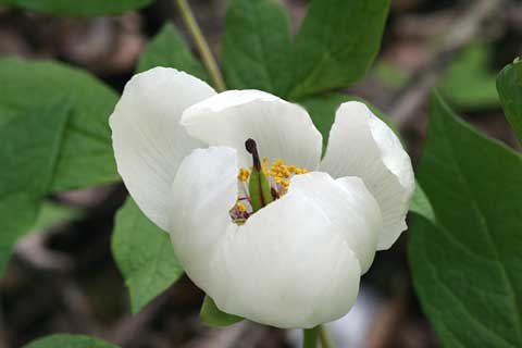 ちょうど見頃の花