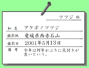 アケボノツツジ。愛媛県西赤石山。2001年5月13日