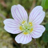 コミヤマカタバミの花、リンクページへ