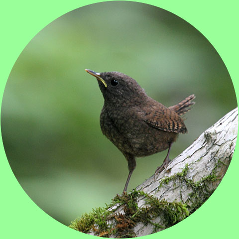 ミソサザイのひな鳥