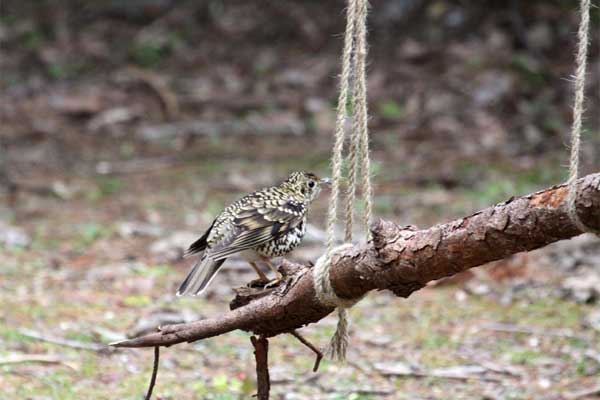 ブランコする？トラツグミ