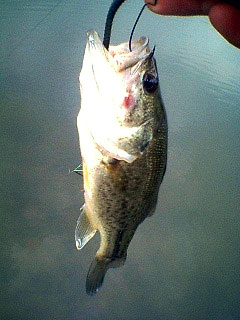 last BASS!