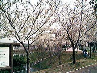 要池の桜