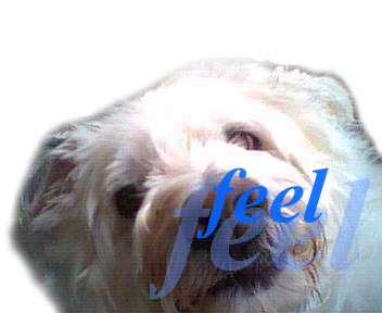 feel犬ロゴ１