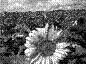 ImageMagickのconvertで「-monochrome」として変換したもの