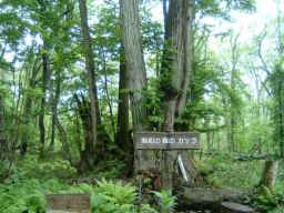 野幌森林公園　桂の樹