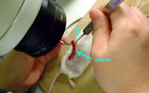 Mouse under microscope