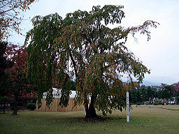 清正駒つなぎの桜