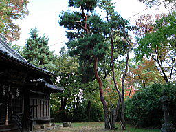 明治天皇御手植えの松