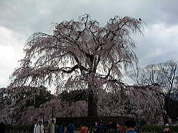 円山公園のしだれ桜