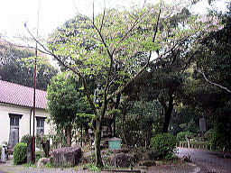 桜の植樹