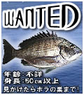 WANTED!　でっかい黒鯛はどこだ〜〜〜？！