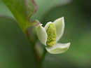 野の花