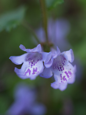 山の花