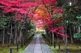 嵯峨野