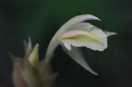 四季の花