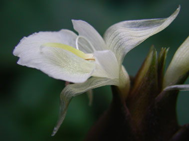 四季の花