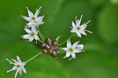 野の花