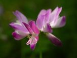 四季の花