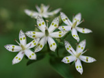 野の花