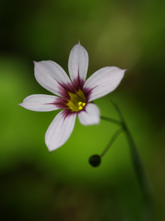 四季の花