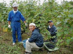 開拓府の直轄地になって扶持米がでるようになった。・・・酒を造る自由★ブドウの品種は「セイベル」。冷夏なのに、ここ数年で最も糖度が高く、甘い！