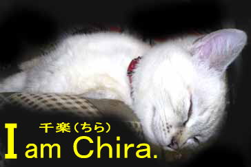 I am Chira.千楽（ちら）のコーナーです…ヽ('-'*)～♪