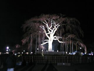 円山公園の枝垂れ桜！満開時の写真ですよ！